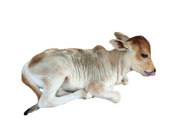 a calf stay together with it's mom on the grassland.