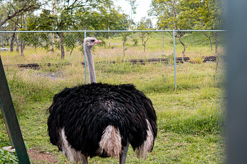 Ostrich on its back locked in a zoo watching nature. Giant ostrich looking to the side.