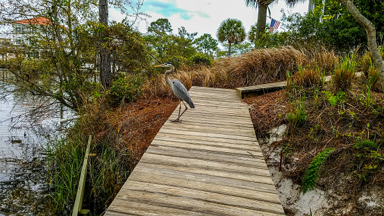 Great Blue Heron looking for food from a dock on Ono Island, Orange Beach, Alabama