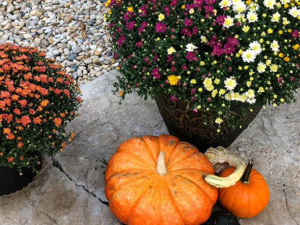 istock Beautiful fall decor with pumpkins and flowers 1427461891