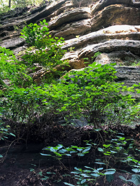 istock Scenic view at Starved Rock State Park in Illinois 1427461937