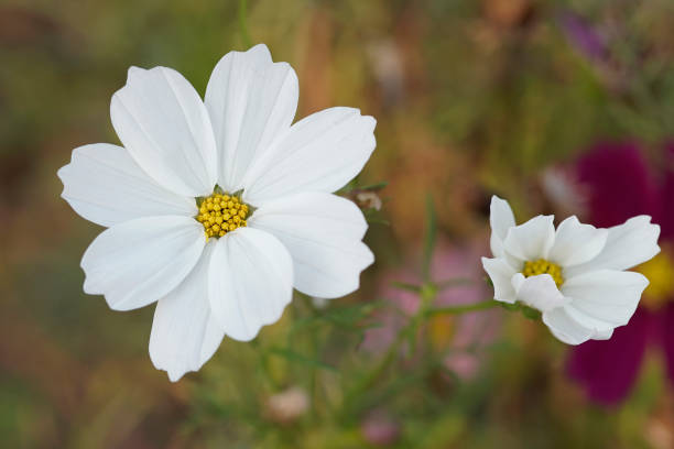 istock Closeup image of white Cosmos flowers 1427464130
