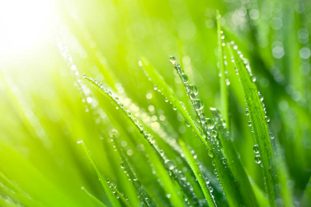herbe fraîche avec des averses de printemps - chlorophyll photos et images de collection