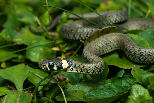 European grass snake in grass