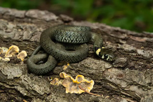 European grass snake on a log