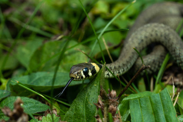 European grass snake flicking its tongue in grass