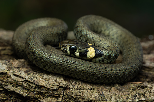 European grass snake on a log