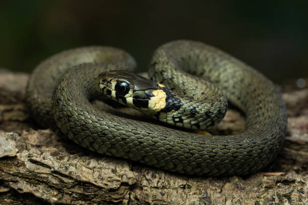istock European grass snake 1427465873