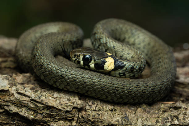 istock European grass snake 1427465878