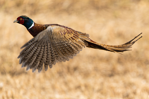 Male european pheasant flying