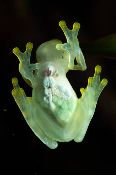 Glass frog Underside of a glass frog sitting on glass glass frog stock pictures, royalty-free photos & images
