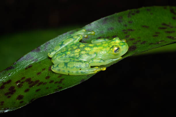 Glass frog Young glass frog sitting on a bromeliad glass frog stock pictures, royalty-free photos & images