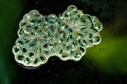 Egg clutch of glass frogs on glass