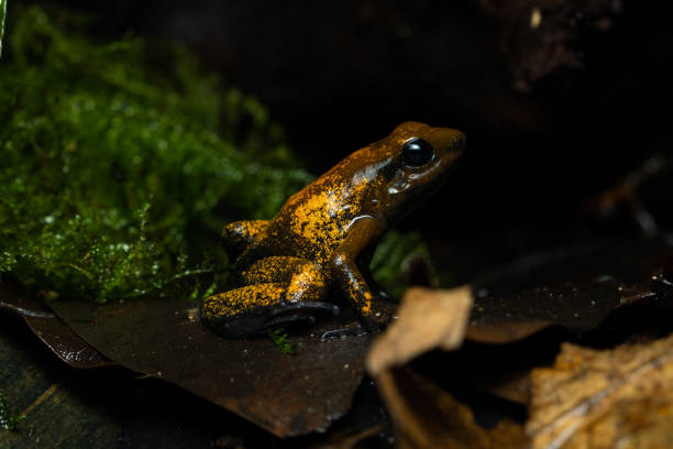 istock Golden poison frog 1427466161