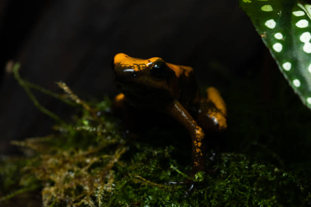istock Golden poison frog 1427466167