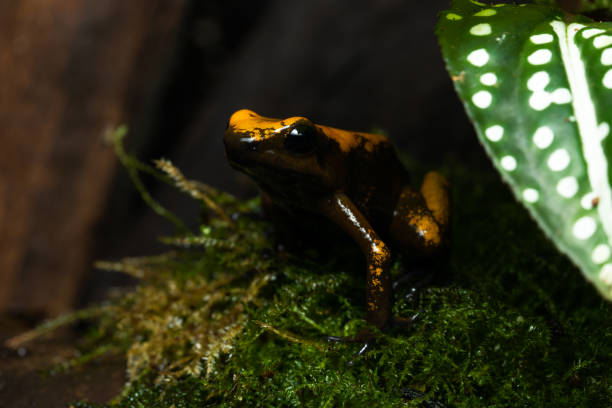 istock Golden poison frog 1427466168