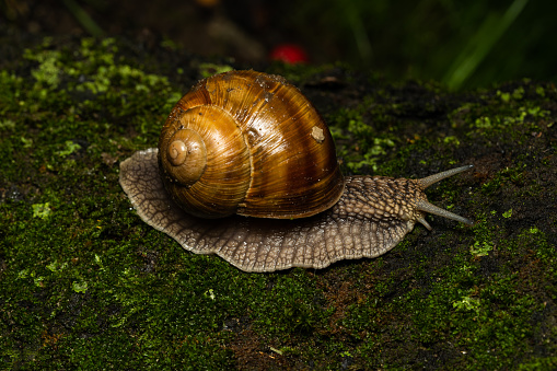 Closeup of an edible snail on a tree trunk