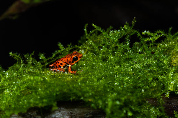 erdbeer-pfeilgiftfrosch (oophaga pumilio bastimentos) - artenschutz stock-fotos und bilder