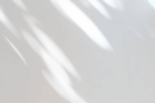 istock Abstract shadow of leaves on a white wall 1427466516