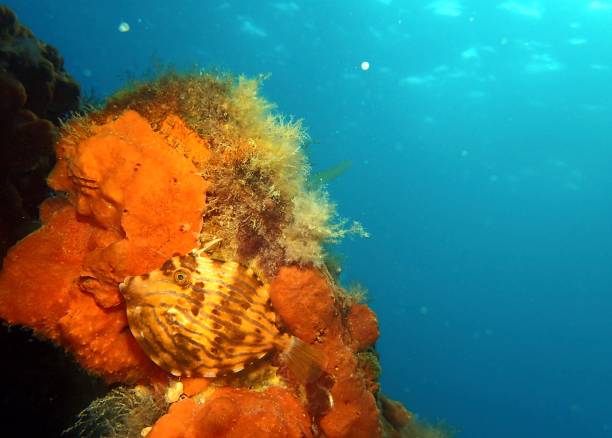 �サンゴに対するモザイクレザージャケットの魚 - victoria sponge ストックフォトと画像