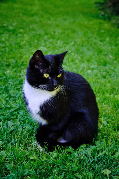 istock A black and white coloured cat 1427471939