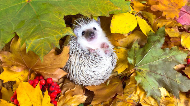 Little hedgehog on fallen autumn leaves background
