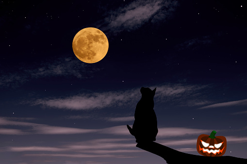 Strawberry supermoon rising over the cat on a tree with Halloween pumpkin in midnight.