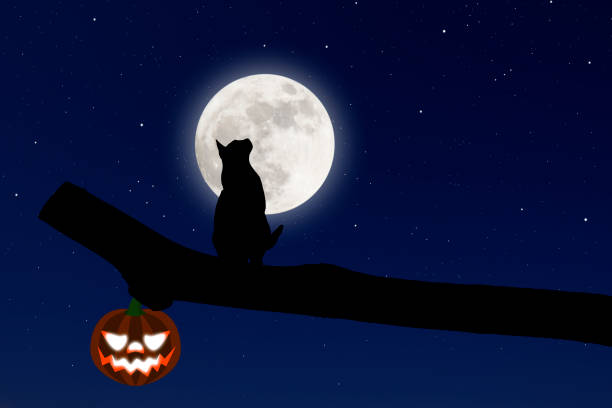istock Supermoon rising over the cat on a tree with Halloween pumpkin 1427473411