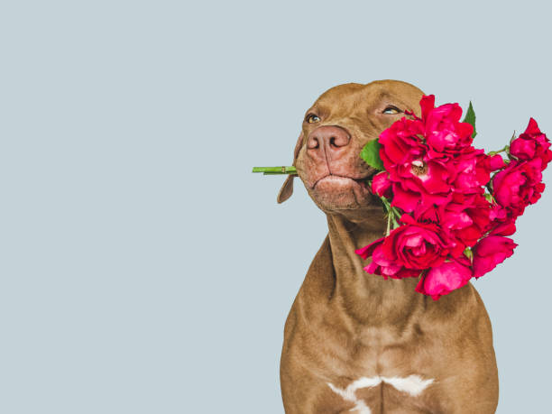 istock Lovable, pretty brown puppy and bright flowers 1427473447