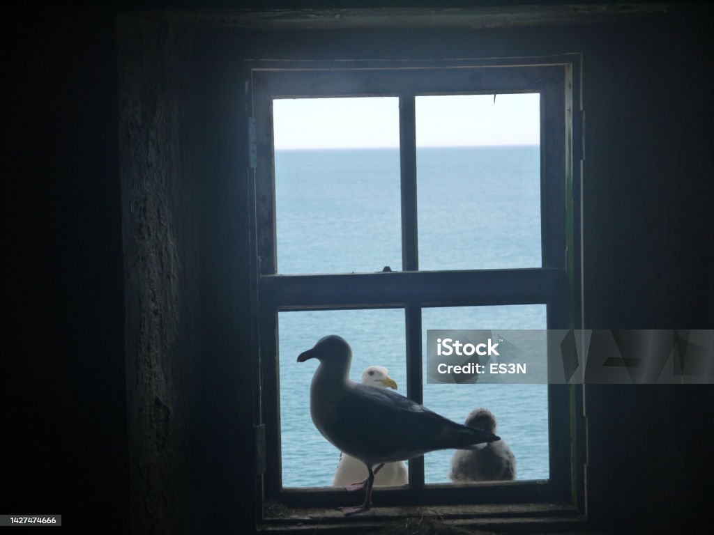Seagull sitting on the window Tree Seagulls sitting on the window of the old darkened  room with sea view, staring at the camera Bird Stock Photo