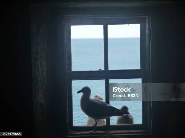 Seagull Sitting On The Window Stock Photo - Download Image Now - Bird, Domestic Room, Coastline