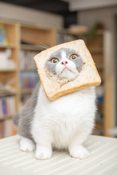 cut british shorthair cat with slice of bread on the head in a living room at vertical composition stock photo