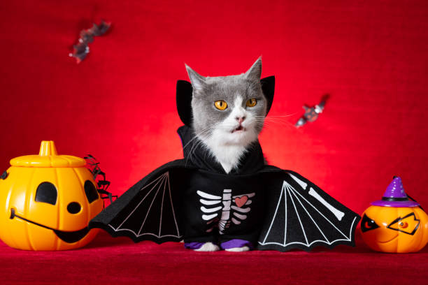 lindo gato británico de pelo corto usa vestido esqueleto de halloween con jack-o-lanterns cerca - ropa para mascotas fotografías e imágenes de stock