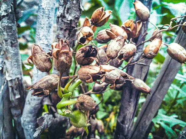 Photograph taken by photographer Driggu, in Paraíba, Brazil.