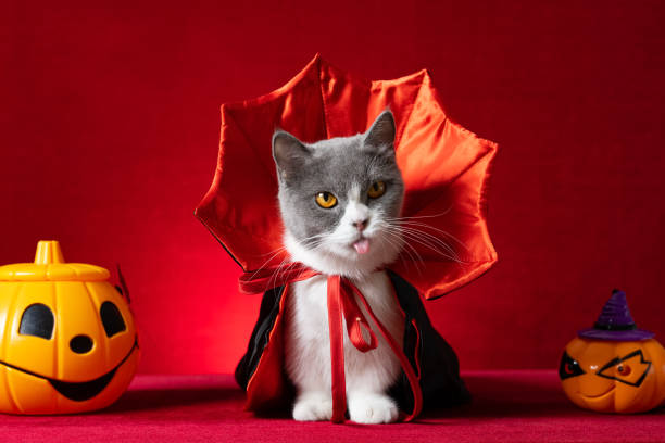 cute british shorthair cat with witch cloak as Halloween character with jack-o-lanterns nearby stock photo