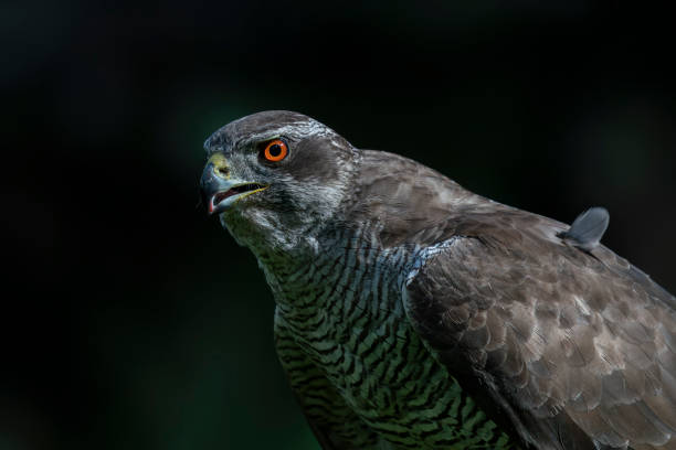 istock Portrait of a Northern Goshawk (Accipiter gentilis) 1427476914