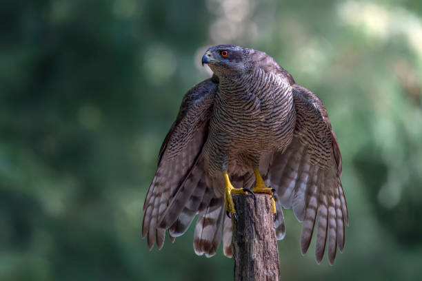 istock Beautiful Northern Goshawk (Accipiter gentilis) on a branch 1427476933