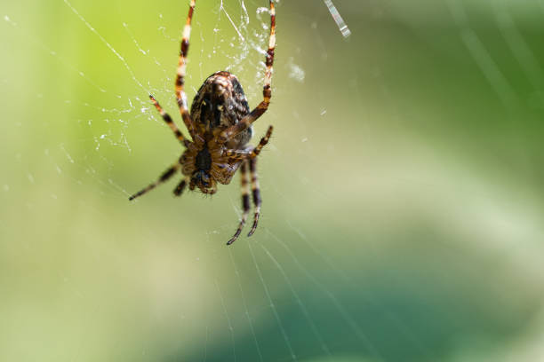 istock Cross spider in a spider web, lurking for prey. Blurred background 1427479443