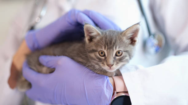 istock Doctor veterinarian keeps small kitten and medical services 1427479746