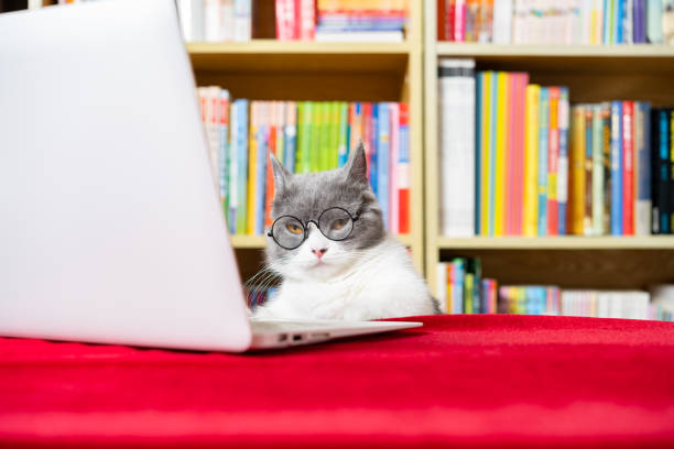 istock cute british shorthair cat using laptop with books shelf on back 1427479880