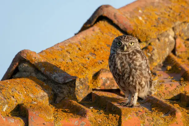 Little owl Athene noctua perched on red tiled house rooftop in summer