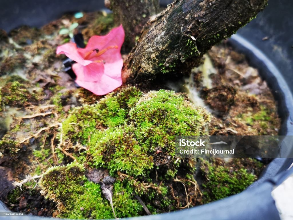 Flores Y Tallos De Buganvillas Caídas Que Han Comenzado A Pudrirse Y Son Musgosas Pero Se Ven Estéticas Foto de stock y más banco de imágenes de Agricultura - iStock Flores Y Tallos De Buganvillas Caídas Que Han Comenzado A Pudrirse Y Son Musgosas Pero Se Ven Estéticas Foto de stock y más banco de imágenes de Agricultura - iStock