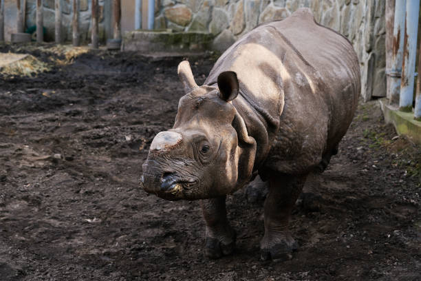 Indian rhinoceros (Rhinoceros unicornis), also called the Indian rhino, greater one-horned rhinoceros