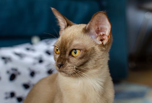 Burmese 4 months female chocolate / champagne cat staring sitting on blue carpet at apartment. Young pure breed burmese cat.