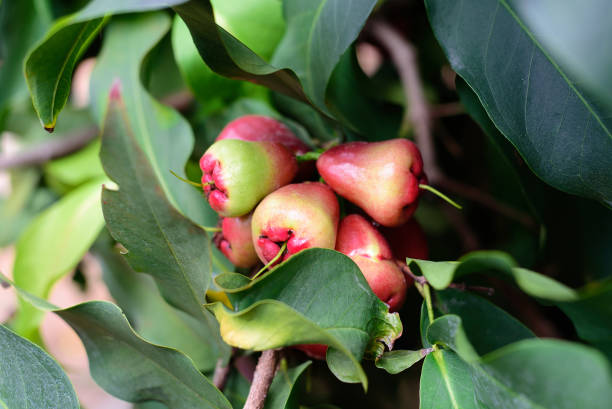 Syzygium samarangense or Semarang rose apple growing on a tree in Vietnam