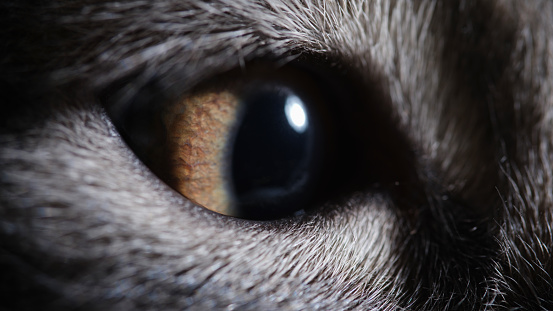 Closeup of green brown eye of gray kitten. Pets help concept