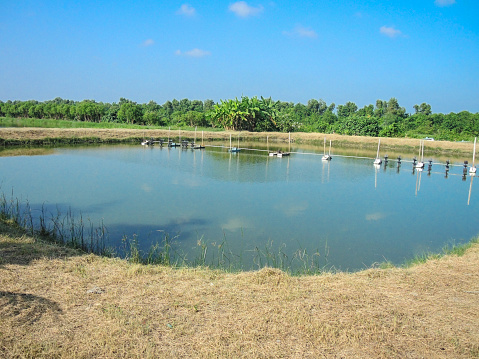 Outdoor fish or shrimp farming pond with farm water aeration system.
