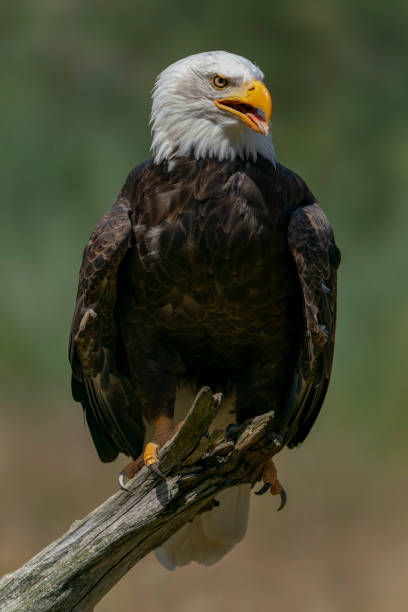 istock Majestic bald eagle  American eagle adult (Haliaeetus leucocephalus). 1427487800