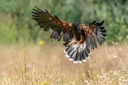 Harris Hawk (Parabuteo unicinctus) in flight. Green bokeh background. Noord Brabant in the Netherlands.