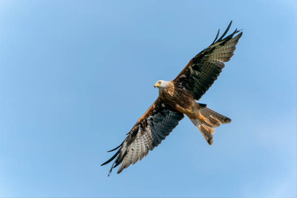 istock Beautiful Red kite (Milvus milvus) in flight 1427487808